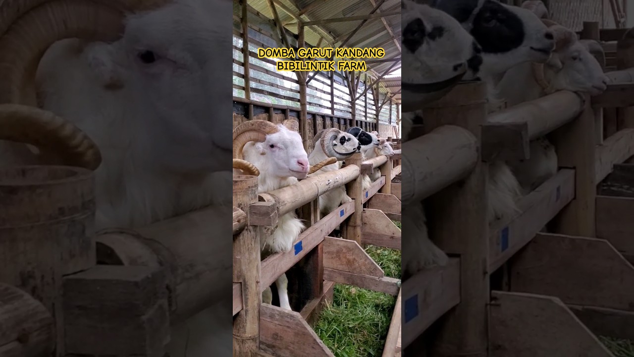 DOMBA GARUT TANDUK MEWAH #dombagarut #domba #dombaqurban #jualdombagarut #shorts #fyp #shortvideo