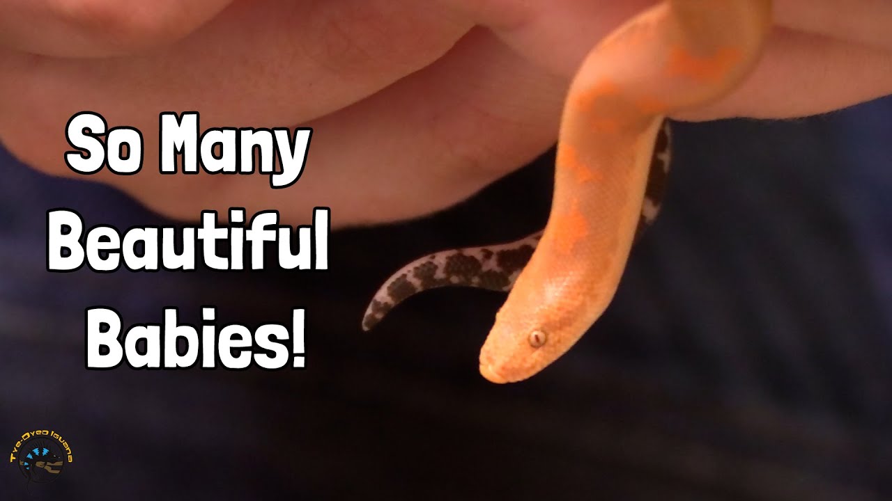 Checking Out a TON of New Fish and Featured Animals! - A BIG Pufferfish, Beautiful Boas, & More!