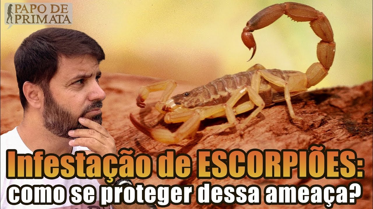 Infestação de escorpiões: como se proteger dessa ameaça?