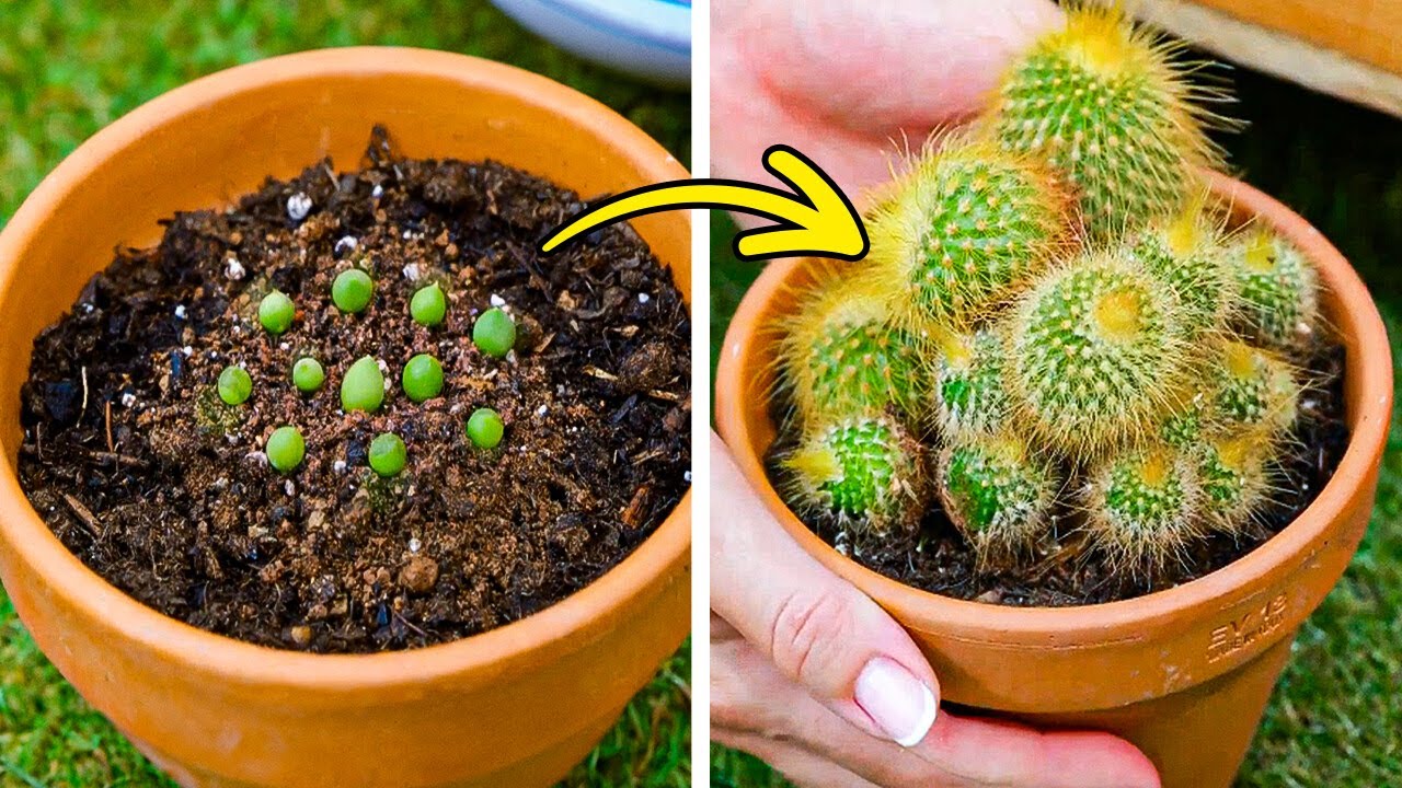 🌿 Trucos Y Consejos Para Hacer Tu Jardín Increíble 🌿