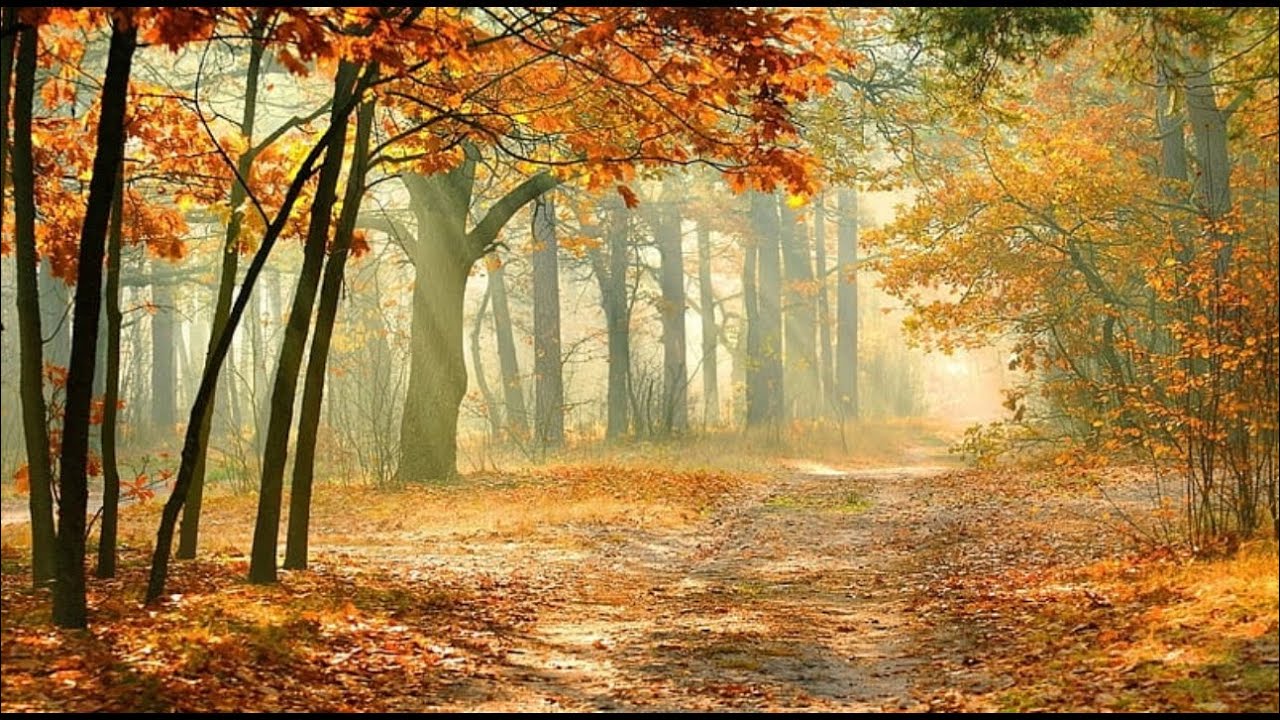Forest Walk Ambience : Sunrise Forest Meditation | Peaceful Ambient Music (2 hours)