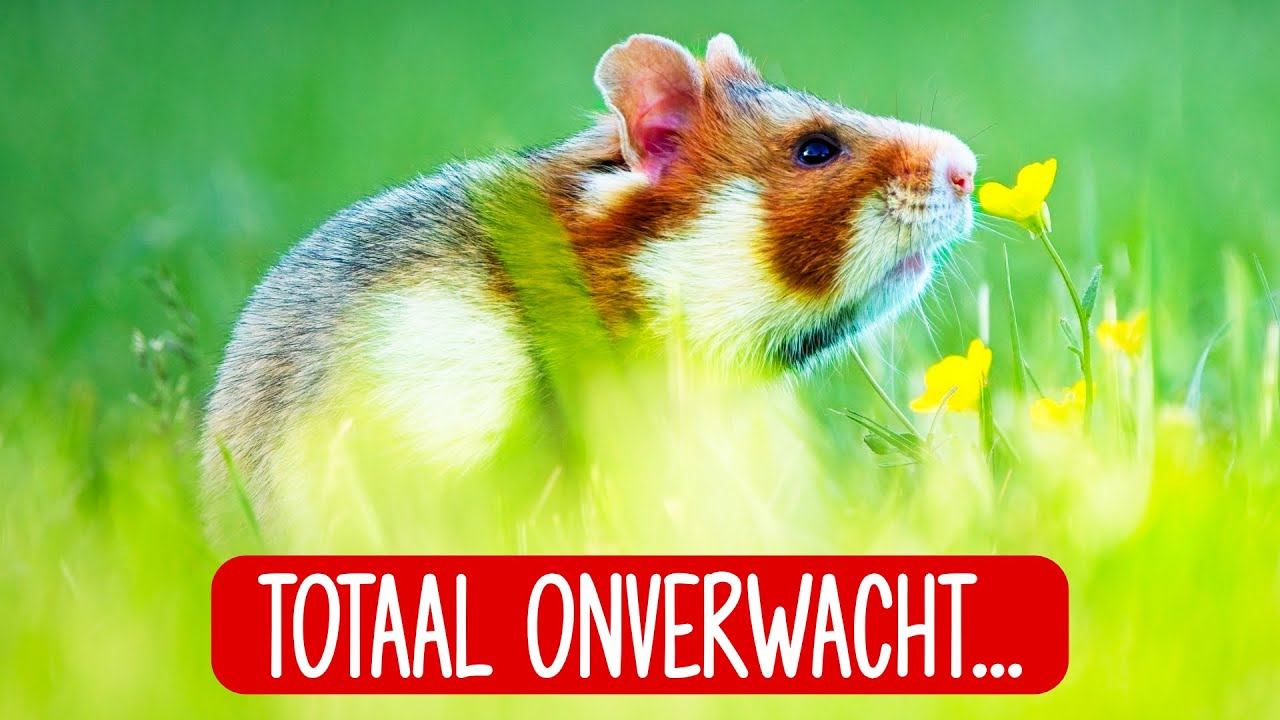 Korenwolven fotograferen in Wenen  - natuurfotografie en hun sporen