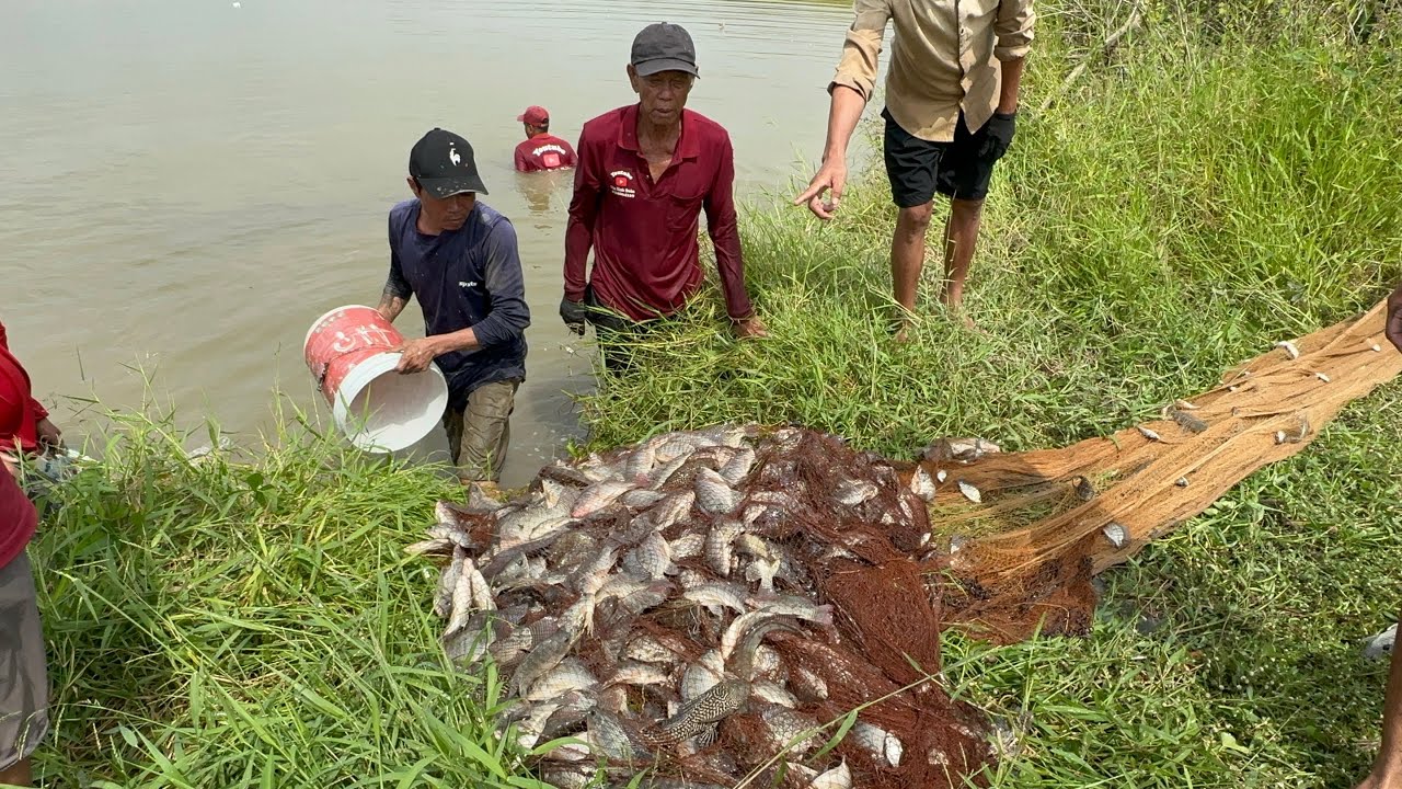 Bắt được cảnh đánh . Lưới Quây . Cá dính phải nói là khủng kiếp thiệt luôn VXĐ 