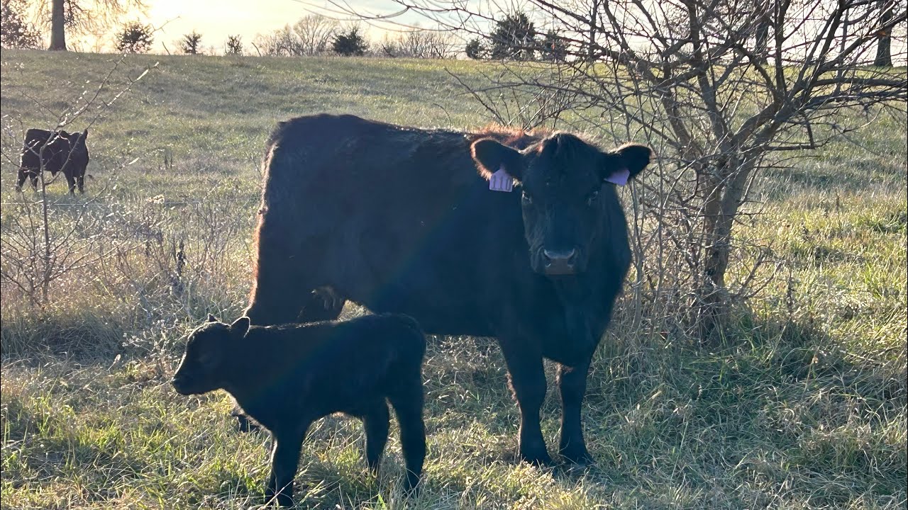 What age to breed heifers
