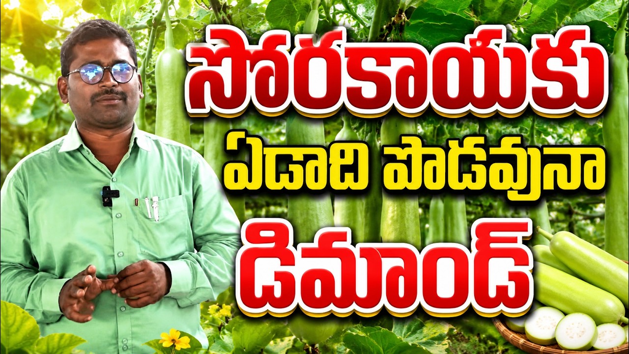 సొరకు ఏడాది పొడవునా డిమాండ్ | bottel guard | BHOOMIPUTHRA TELUGU