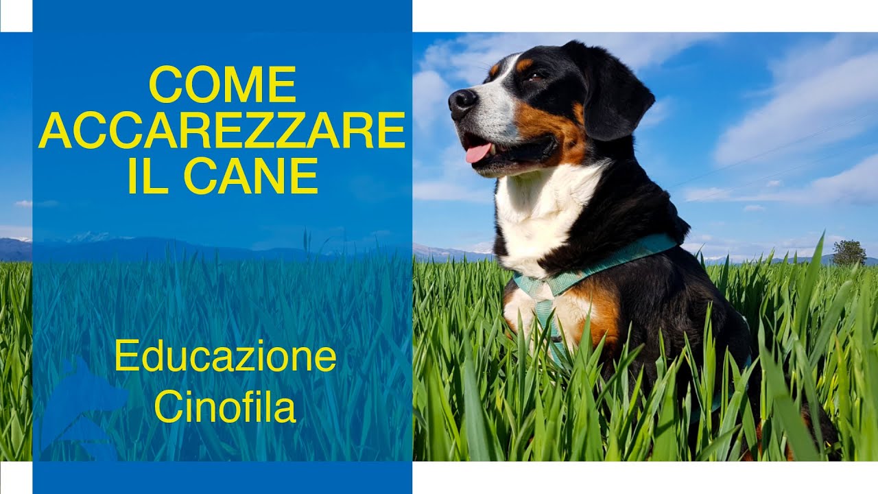 Come Accarezzare il Cane