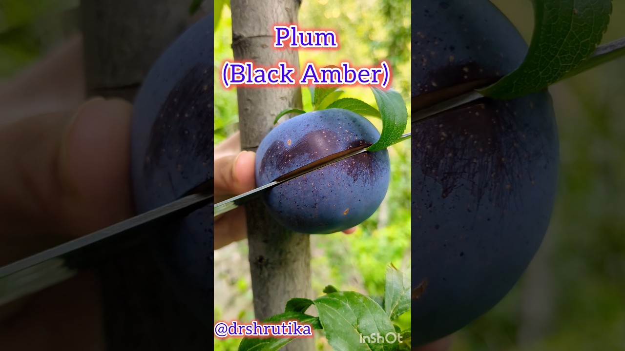 Black Amber plum from my orchard😍#plum #farming #organic #healthy #tasty