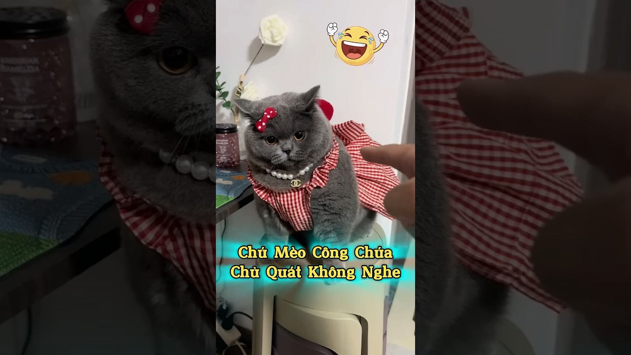 Chú Mèo Tính Như Công Chúa 🐱👑😆 #senkhoc #thunuoihaivl #ytshortsvietnam #meohera
