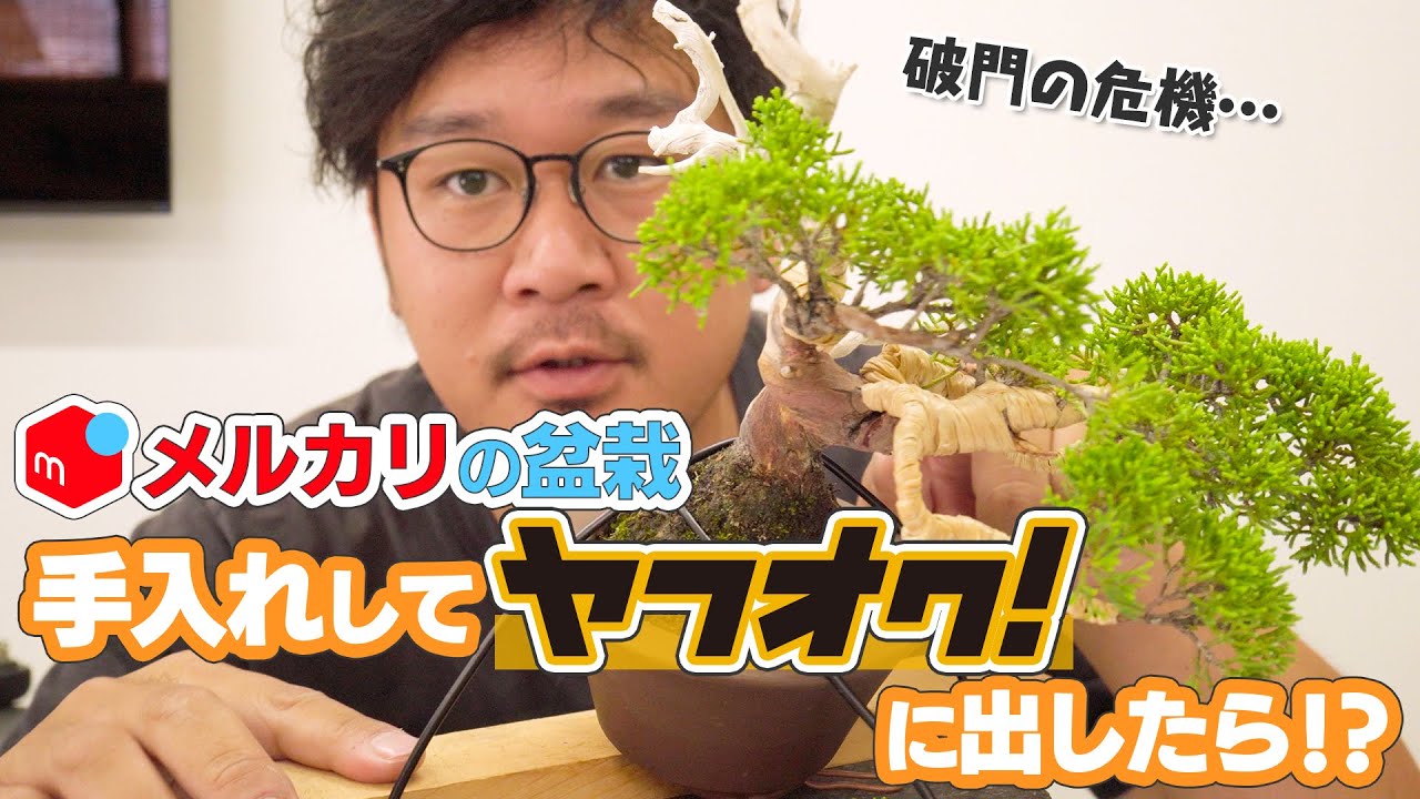 【前編】メルカリで買った盆栽を手入れしたらいくらで売れるのか？！【破門の危機】