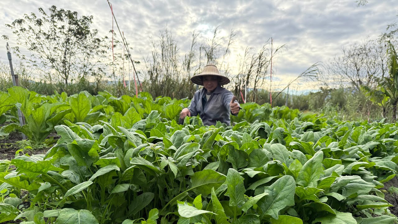日本菠菜收成：最難拔的青菜