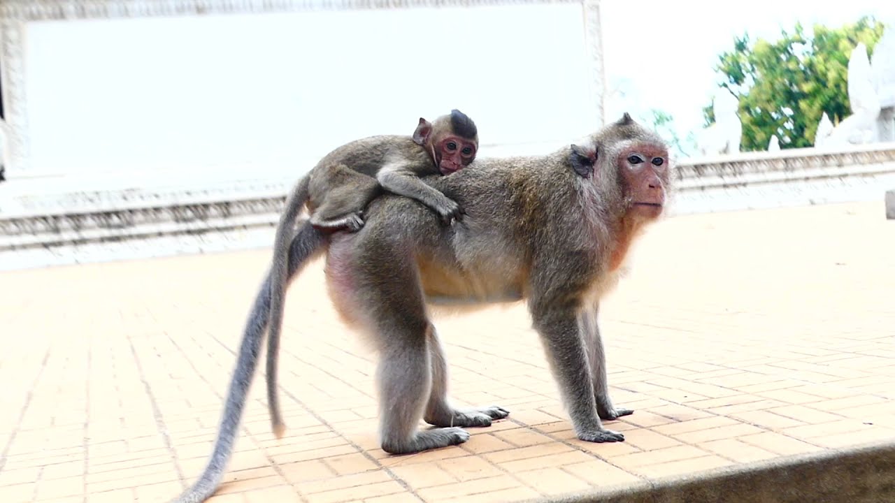 Often big male monkey always scare the baby monkey, Emma, but her mom always protect her