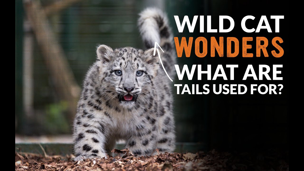What do Cats' Tails do? | Wild Cat Wonders | Episode 13