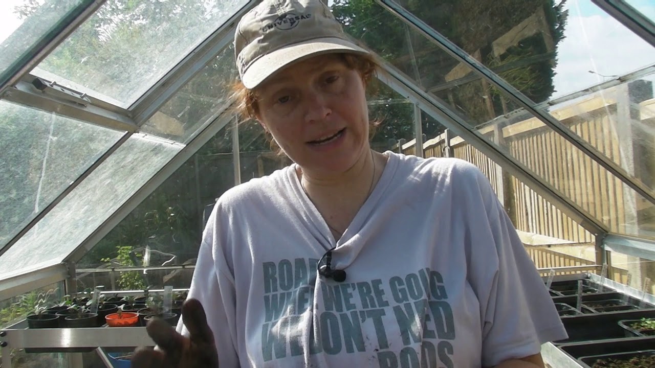 Sowing Sweetcorn seeds - Claire's Allotment   Part 418