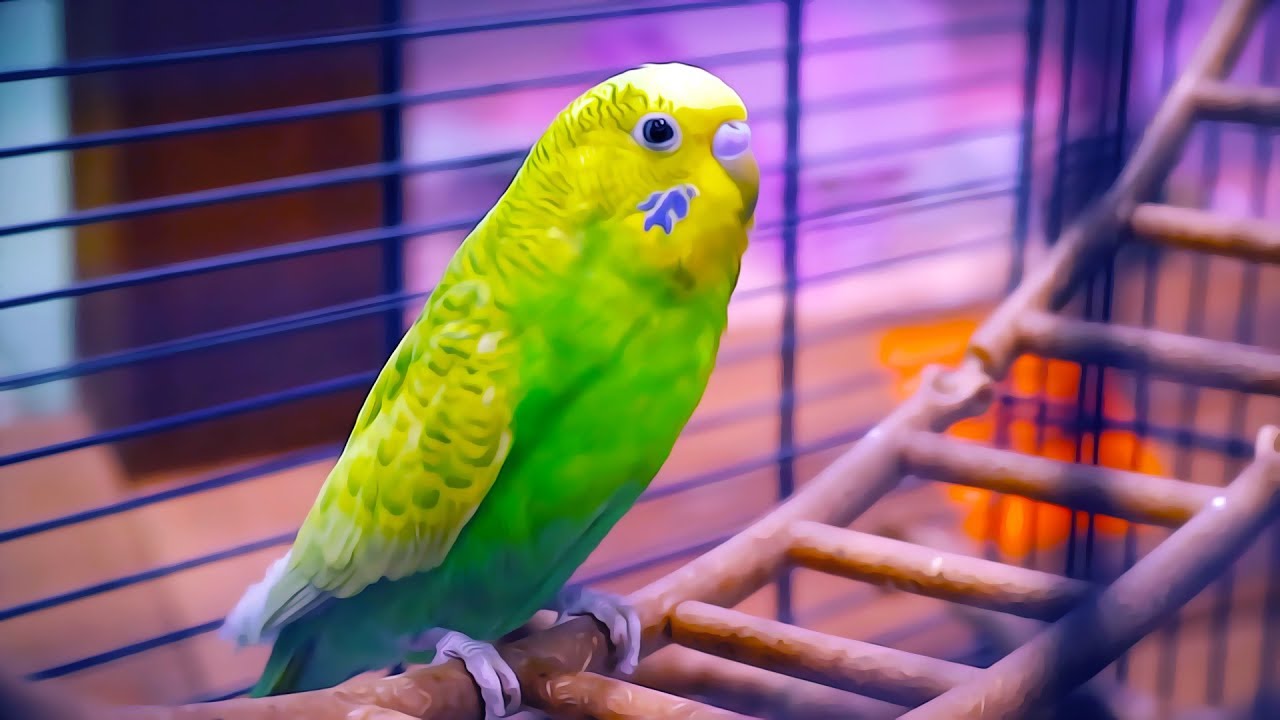 PetShop Savjeti pri kupovini Vašeg Papagaja | Pripitomljavanje, hranjenje