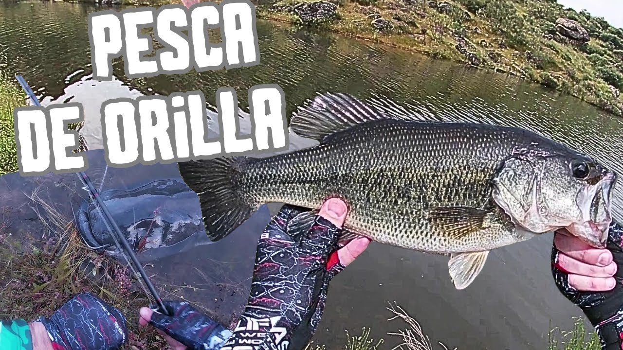 Pesca de BLACK BASS desde ORILLA y...VAYA SORPRESA al final del día!