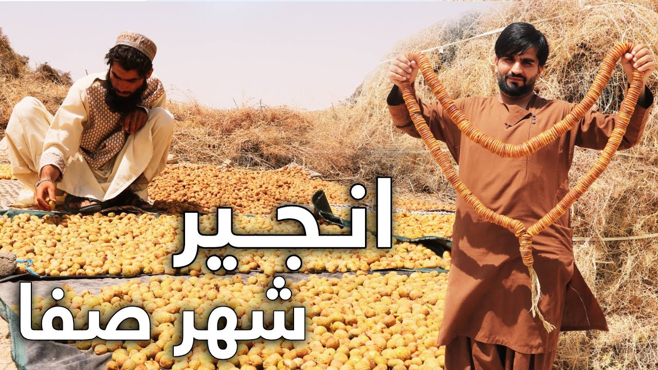 جمع آوری حاصلات انجیر از بزرگترین باغ انجیر در قندهار