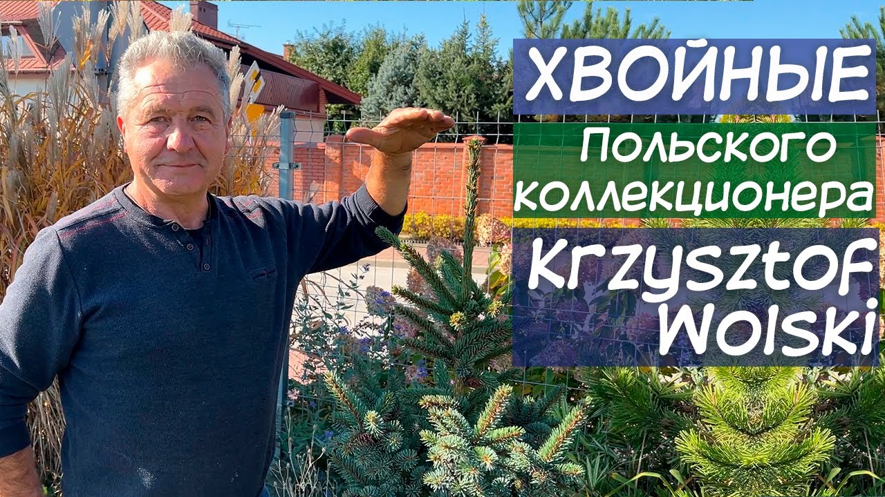Хвойные коллекционера Krzysztof Wolski| Лучшие растения