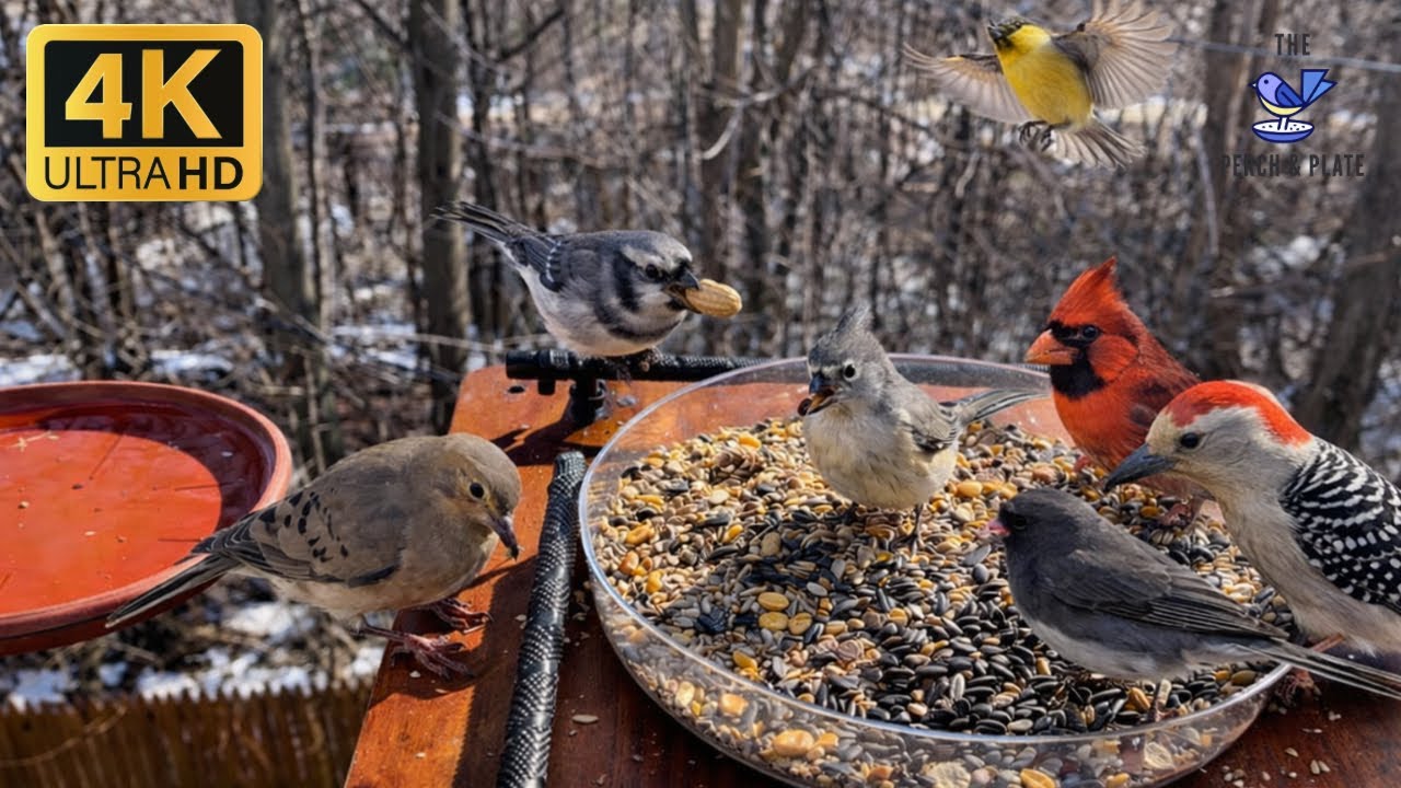Bird TV for cats 🐱  Warmer day in HV NY  | 4K HDR 60FPS