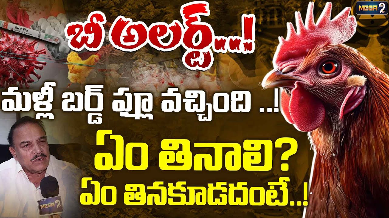 మళ్ళీ బర్డ్ ఫ్లూ వచ్చింది ..! | Bird Flu News | KASARLA Mohan Reddy | Telangana | Mega9Tv