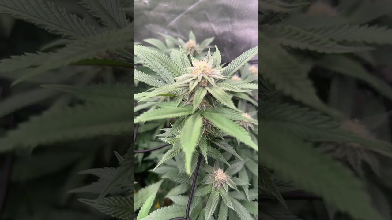 | Flower Day 25 | Blue Zushi | Strawberry Guava | Banoreoz#3 #viral #cannabis #grow