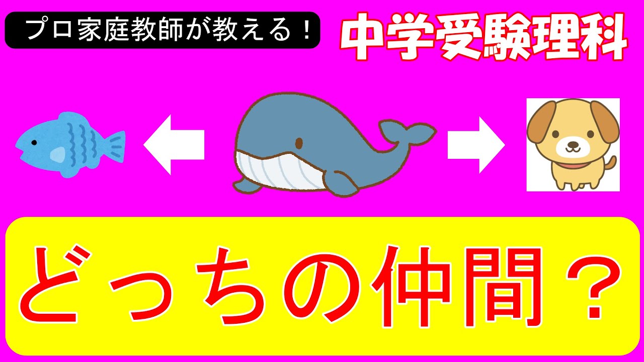 【中学受験理科】動物の分類を２０分以内で徹底解説！クジラやコウモリの分類が意外過ぎる！【基礎】【ゼロから始める中学受験理科】【第１７回】