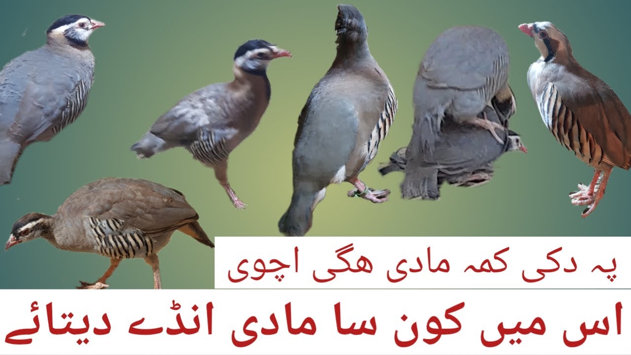 Chakor madi ande ni daita