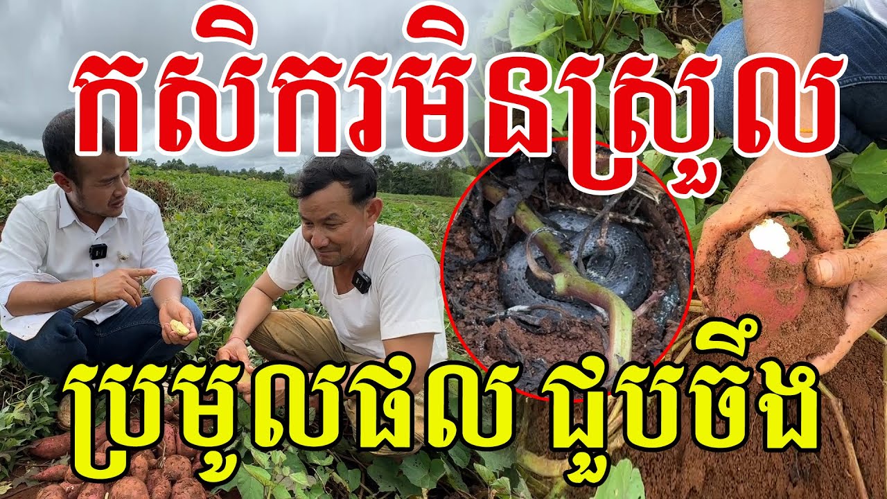 ស្ដែងៗតែម្ដង កសិករបានប្រមូលផលល្អហើយ មកជួបបែបនេះ តែសំណាងណាស់