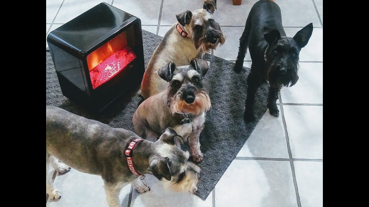 Radom Schnauzer Cuteness | Dog Mom Life
