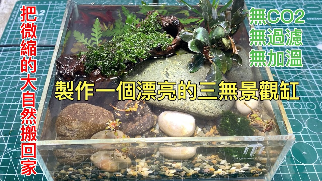 無CO2、無過濾、無加溫超級簡單三無水景缸，把微縮的大自然搬回家|No CO2. No filtering. No need to heat the aquarium.