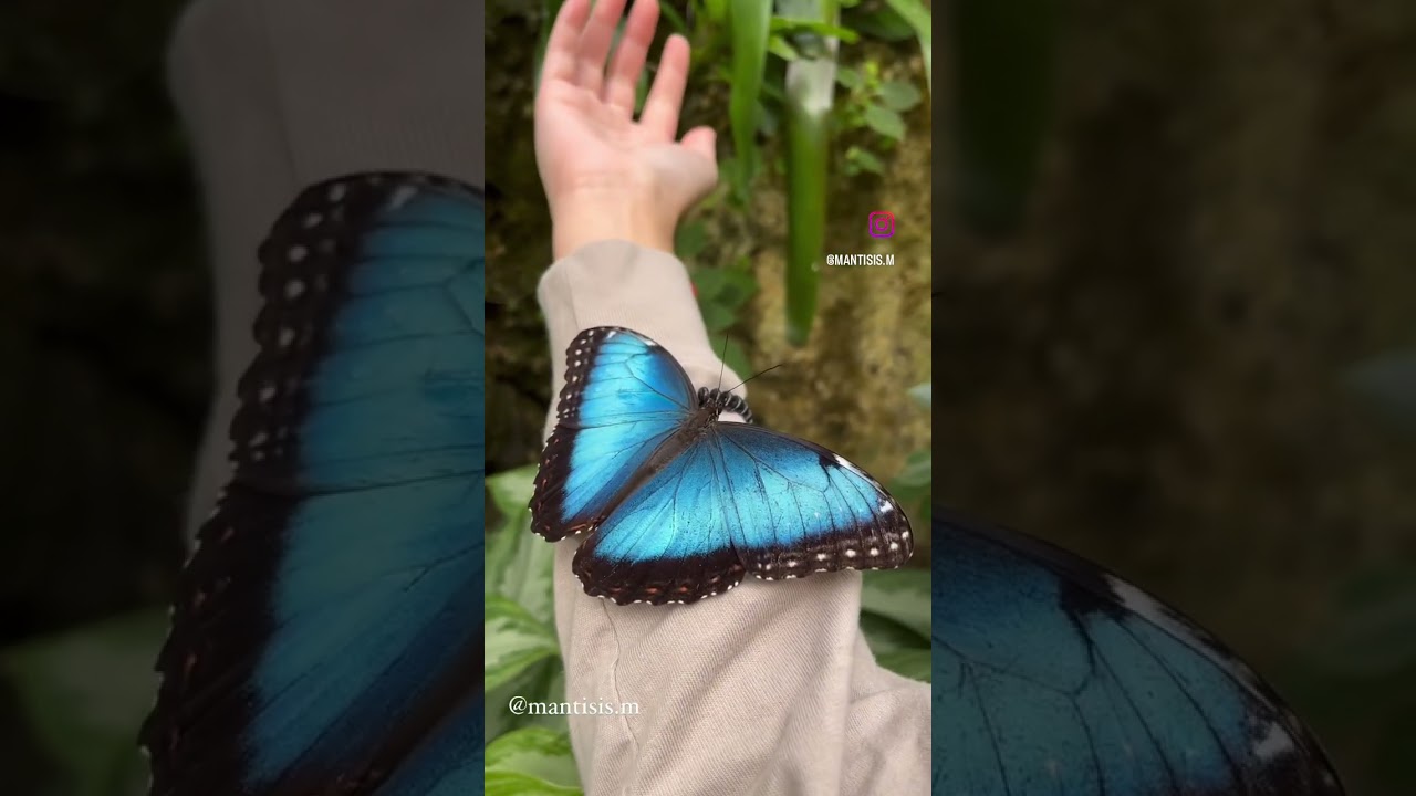 Stunning Blue Morpho Butterfly