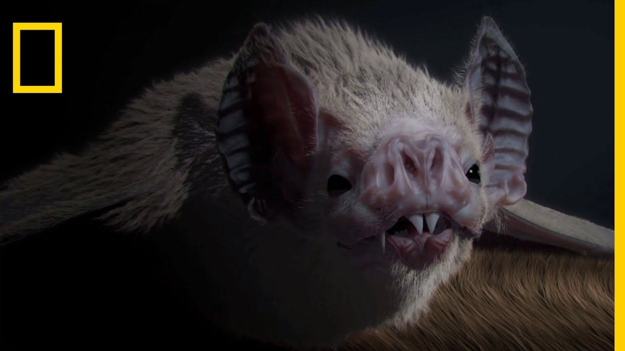 Incroyables chauve-souris | Le secret des acrobates