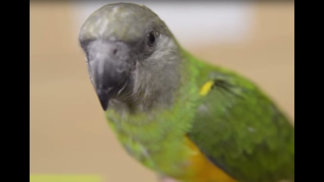 AVES - El loro You You