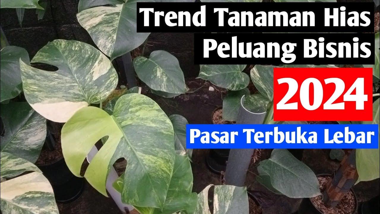 🔥Trend Tanaman Hias 2024 🔥Jenis Berikut yang sedang Kami Kembangkan !!