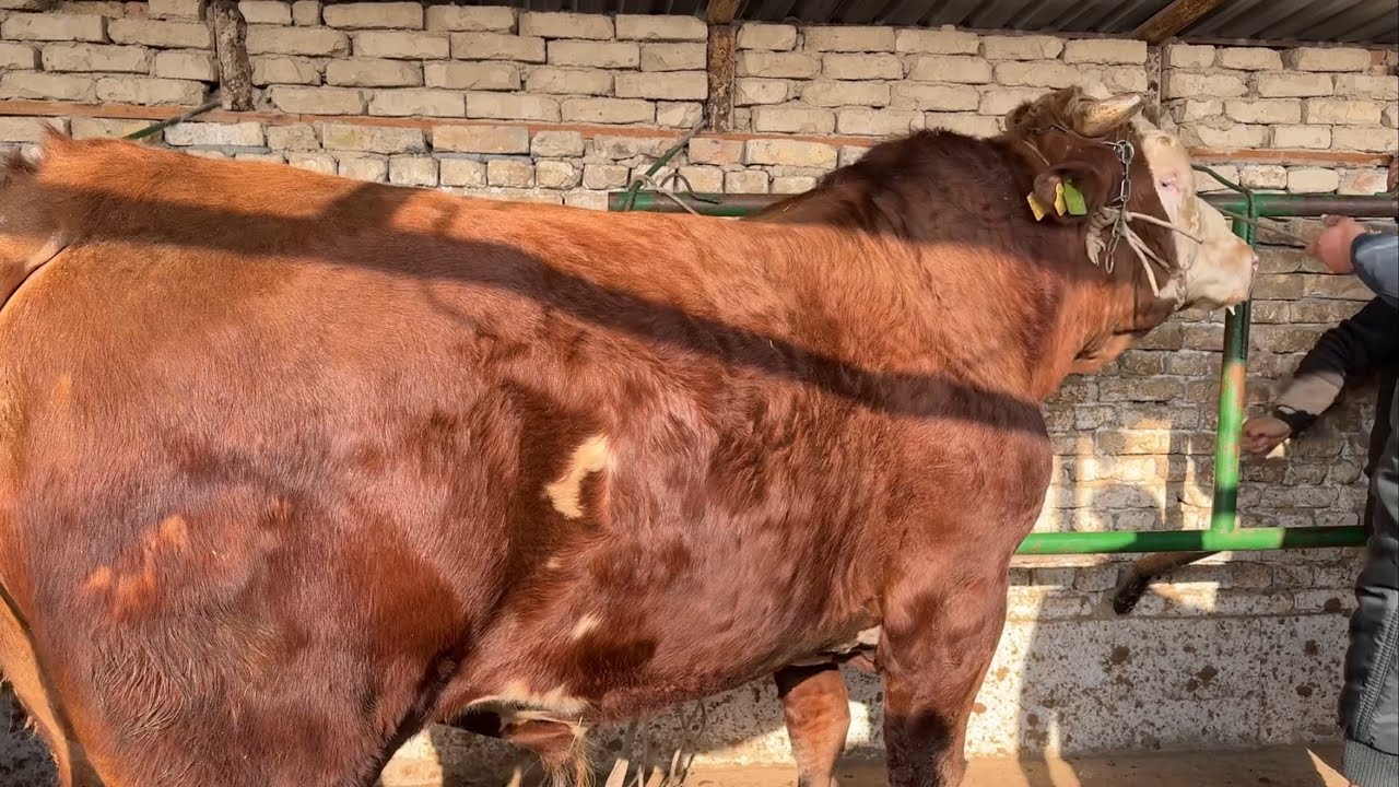 Shahidon mol bozori semiz boqma va yosh buqalar narhlari bilan tarnishing 17.03.2026yil