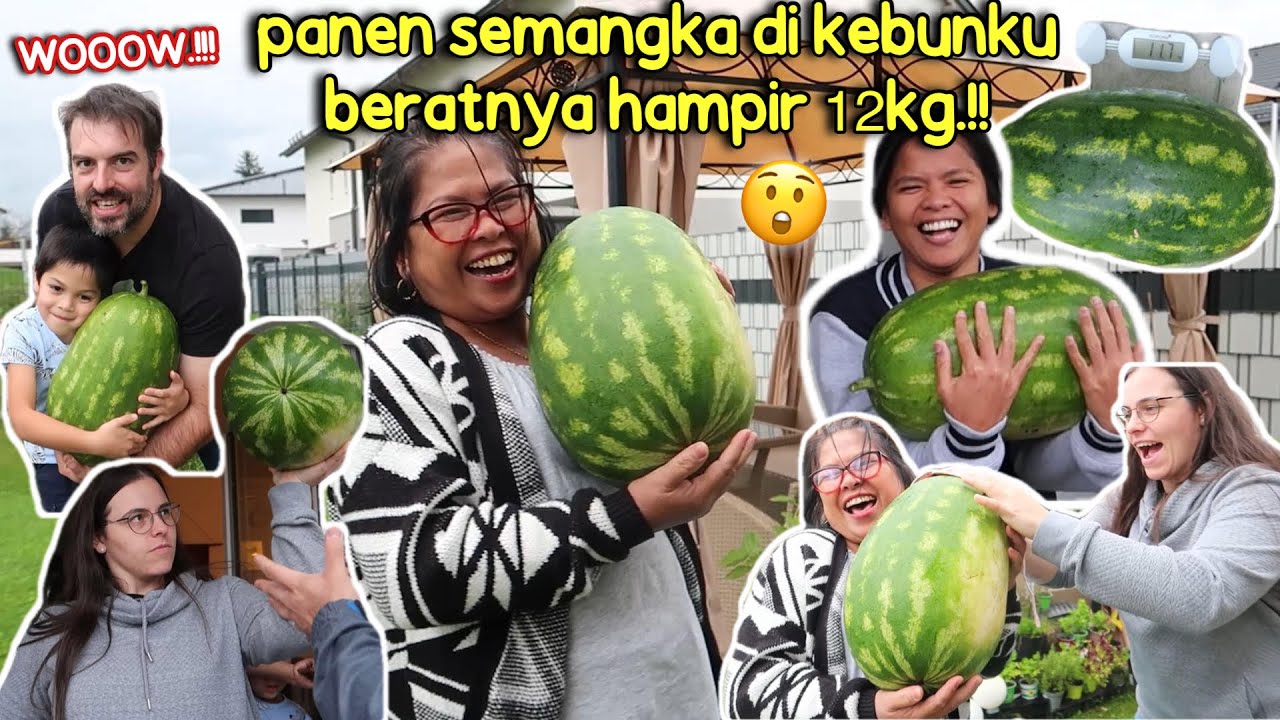 PANEN SEMANGKA JUMBO & LABU DI KEBUN