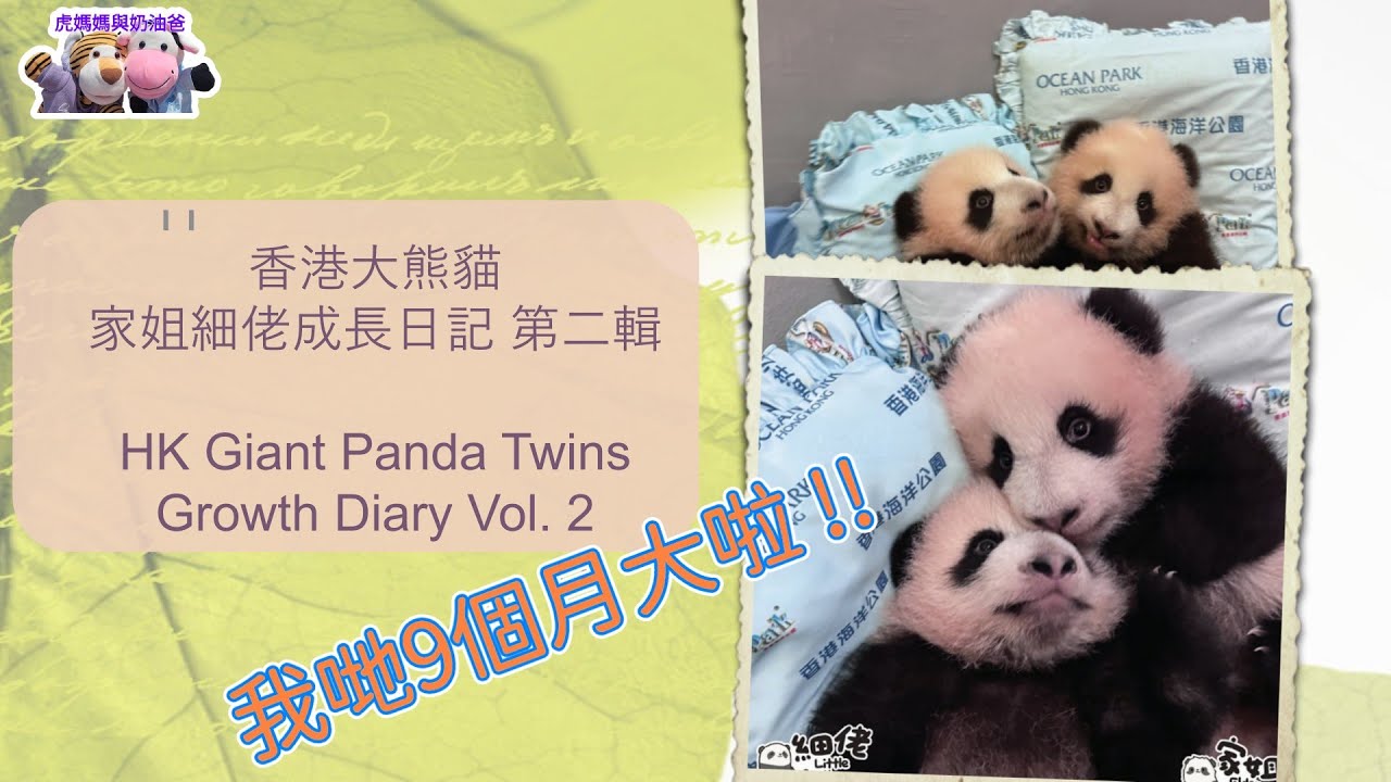 海洋公園大熊貓之旅 精心製作大熊貓龍鳳胎家姐細佬成長日記片段 第二輯 HK Giant Panda Twins  