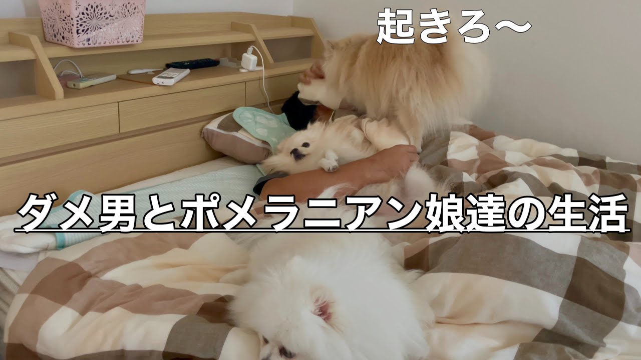 ダメ男が１人でポメラニアン３匹と過ごすとこうなります