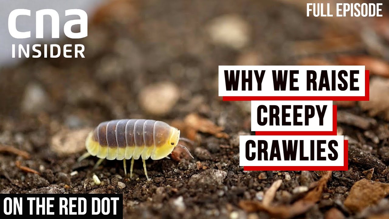 Crazy For Critters: Meet The Creepy Crawly-Obsessed In Singapore | On The Red Dot | Full Episode