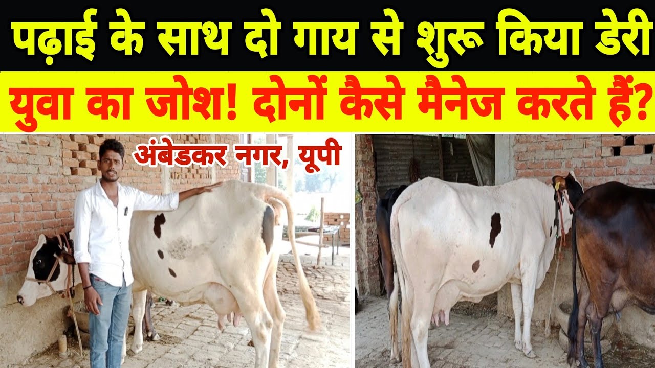 1साल पहले गांव में 2 गाय से शुरू किया पढ़ाई के साथ डेयरी || small dairy farm ambedkar nagar up ||