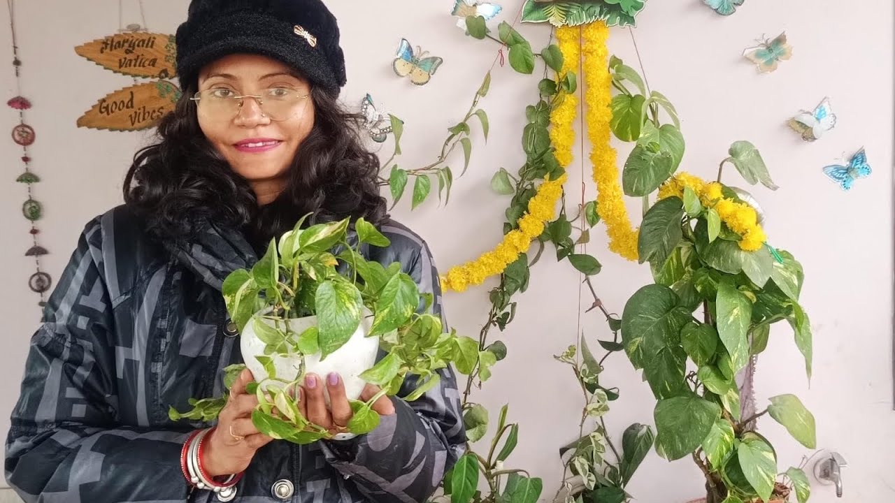 मनी प्लांट लाए घर में खुशहाली और पॉजिटिव एनर्जी☘️@hariyali_Vatika_Kota 