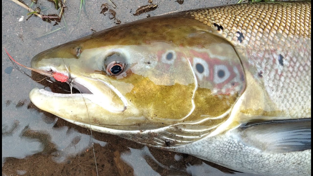 A November Nith Fish.