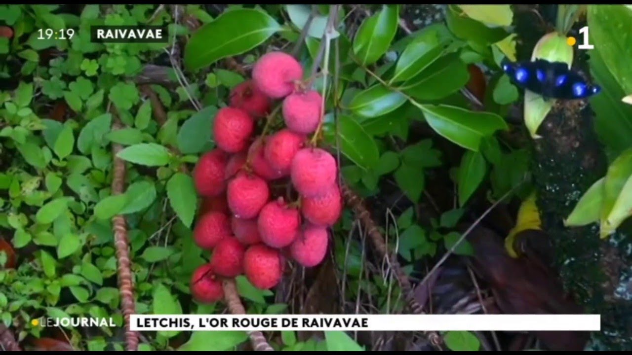 Letchis, l'or rouge de Raivavae