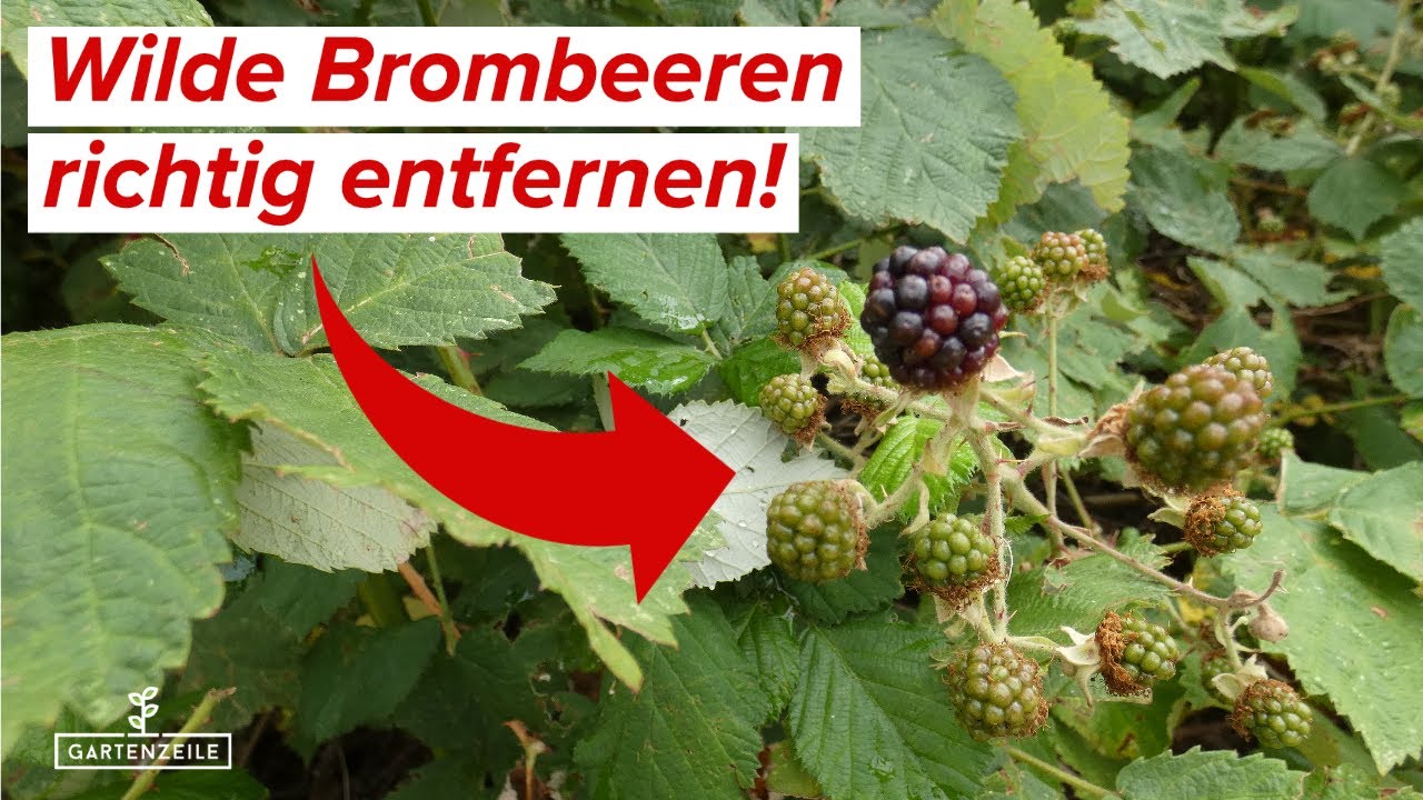Wilde Brombeeren aus dem Garten entfernen - So wirst du diese invasiven Neophyten endg&uuml;ltig los