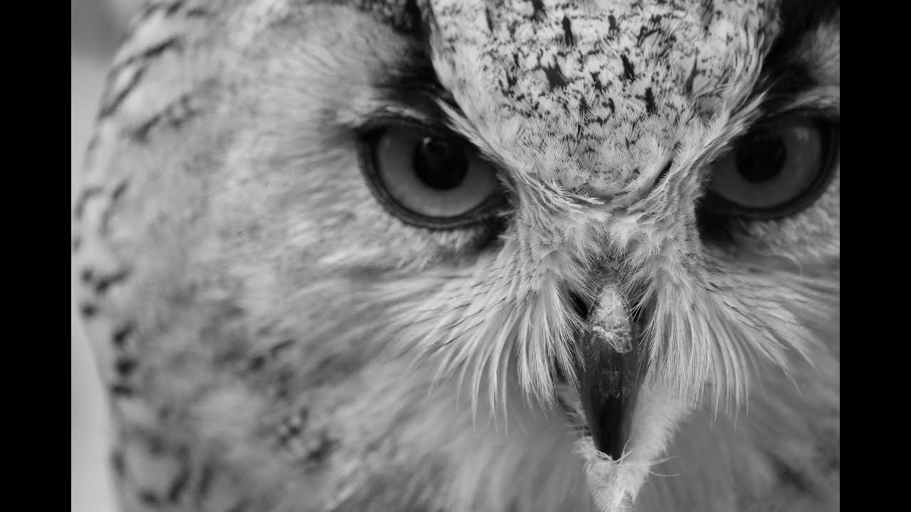 Owl Sounds | Owl Sound Effects | Owl Singing | Owl Calls | Owl Noises | Nature Sounds | No Music