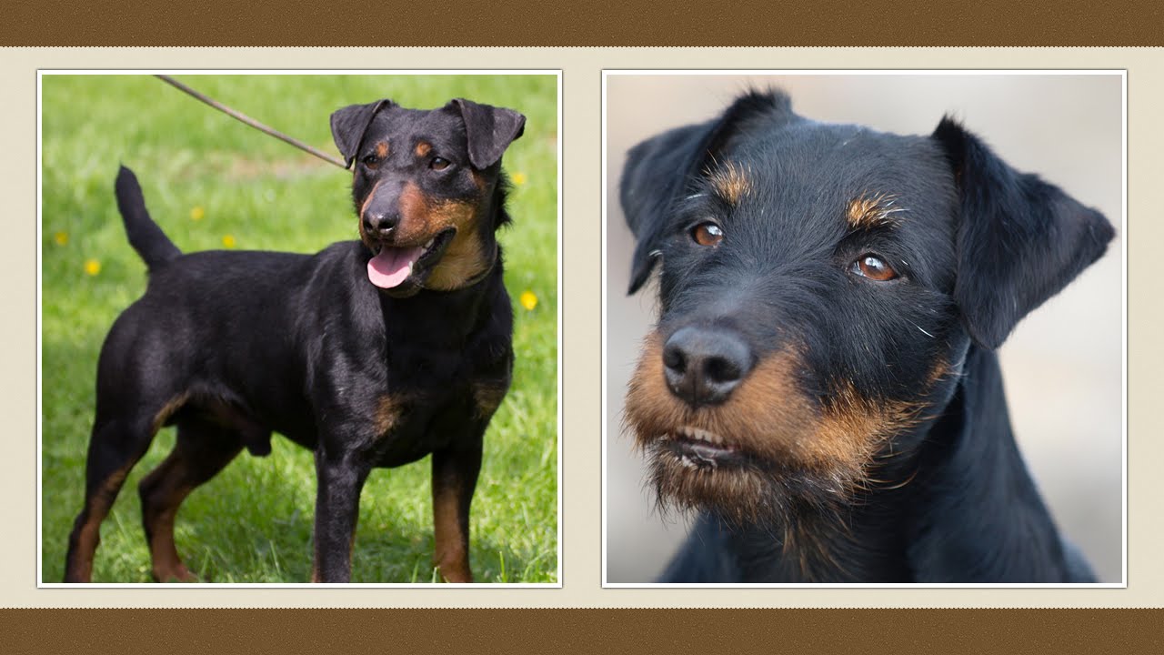 Jagd terrier kutya / Német vadászterrier [fajtabemutató]