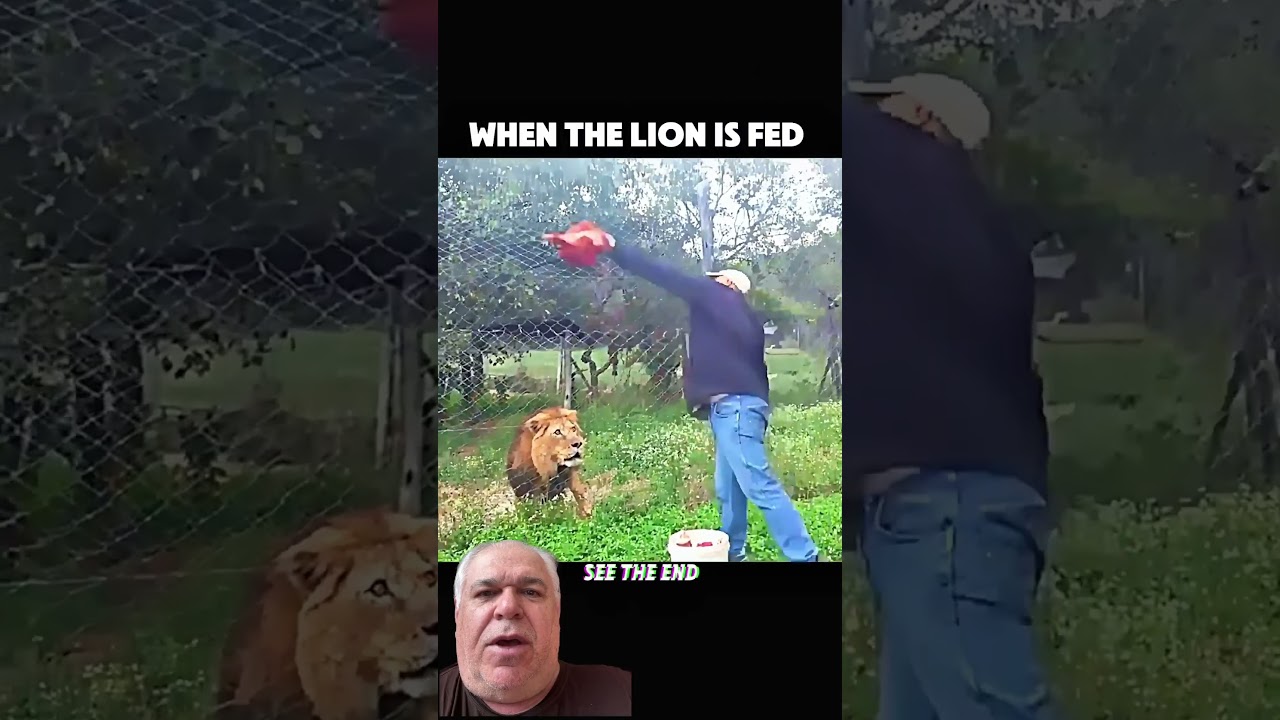 Tigre e Le&atilde;o tem temperamentos diferentes. Le&atilde;o representa maior amea&ccedil;a ao homem! #le&atilde;o #tigre