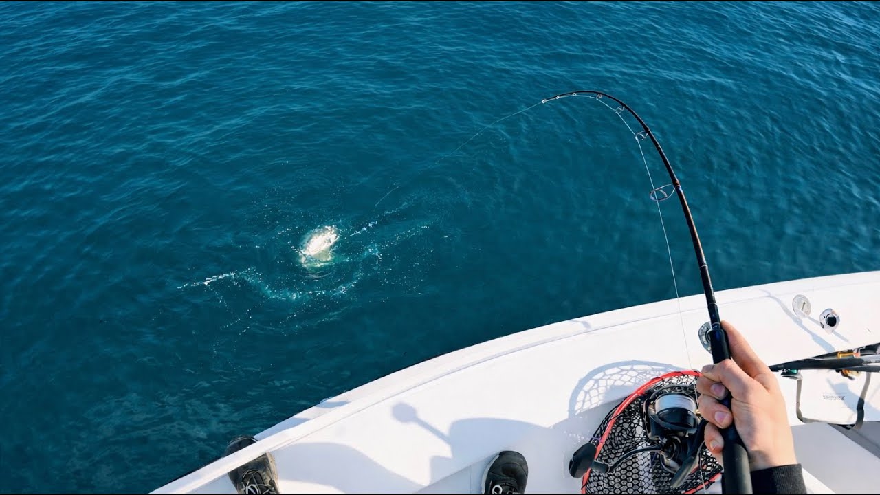 Sight Casting Tuna & Big Sharks!