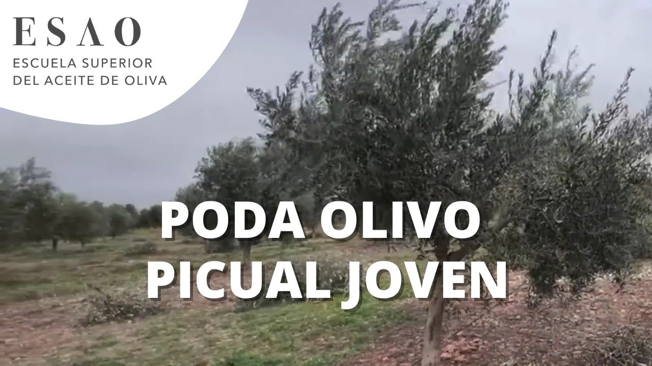 Poda olivo picual joven