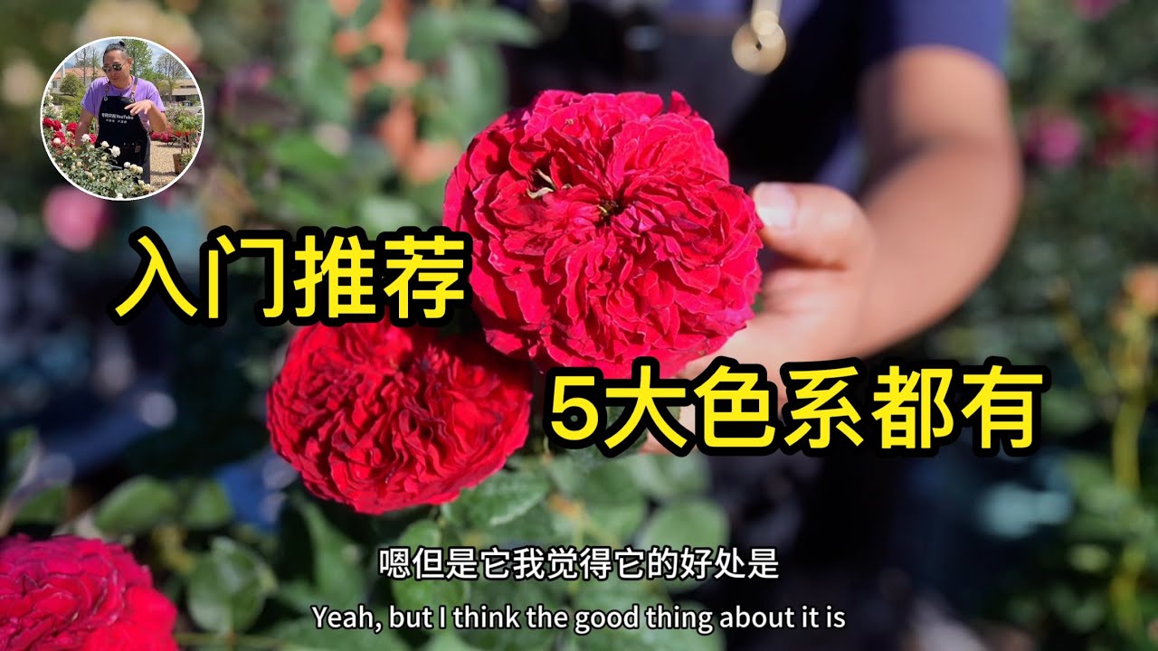 入门养玫瑰的绝佳选择：美轮美奂的新手品种 园艺篇689