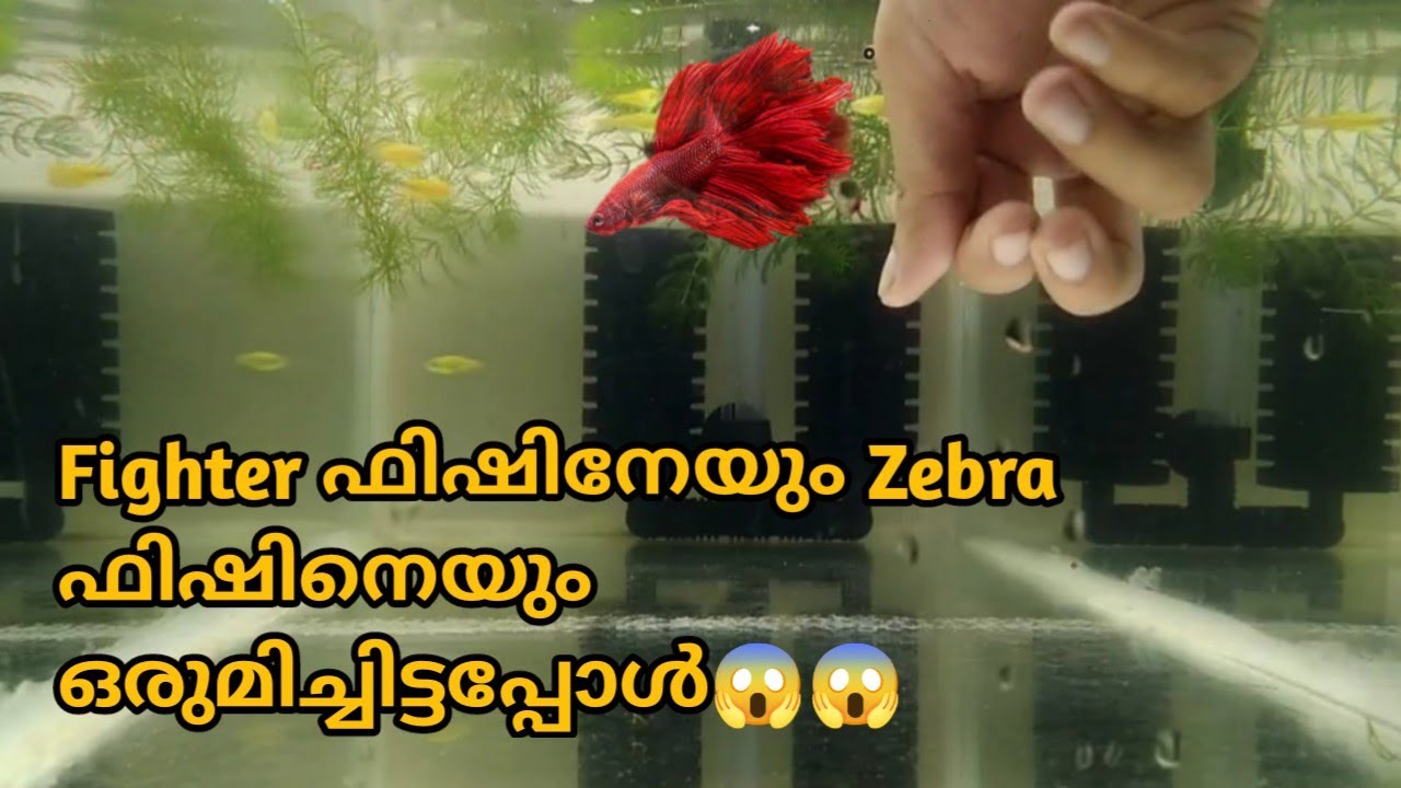 FIGHTER FISH v/s ZEBRA FISH | Fighter Fish | Zebra Fish | SMD VLOGGER